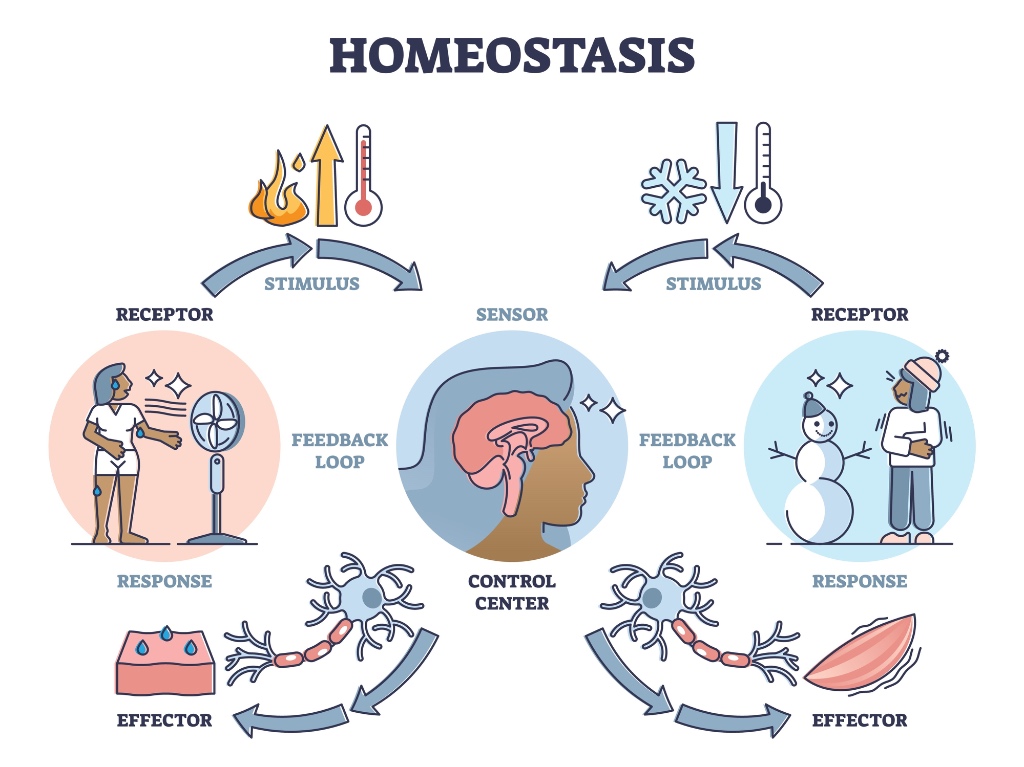 Figure 2: Biological Homeostasis Metaphor